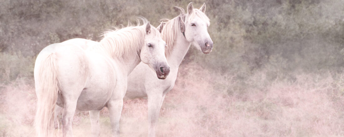 afterponiesinheather