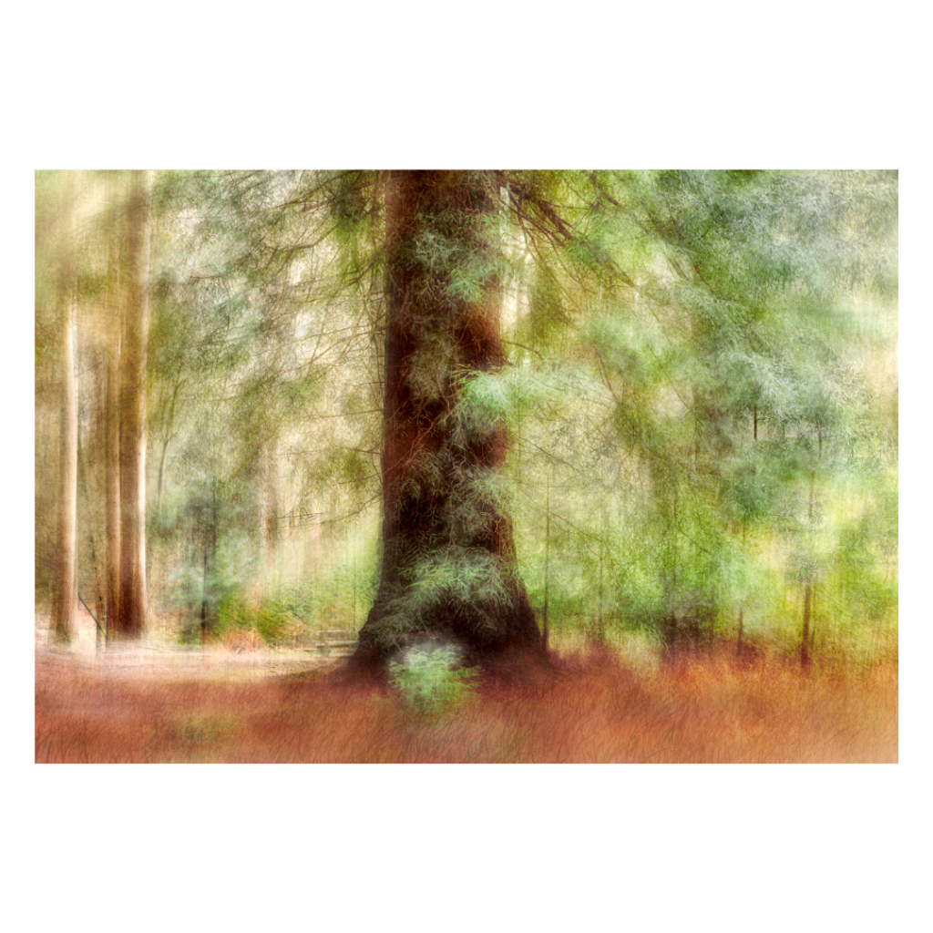 A beautiful green tree as Spring arrives in The New Forest's Rhinefield Ornamental Drive. Captured with ICM - intentional camera movement all these images are available as fine art prints on 100% cotton fine art paper and as a greeting card.