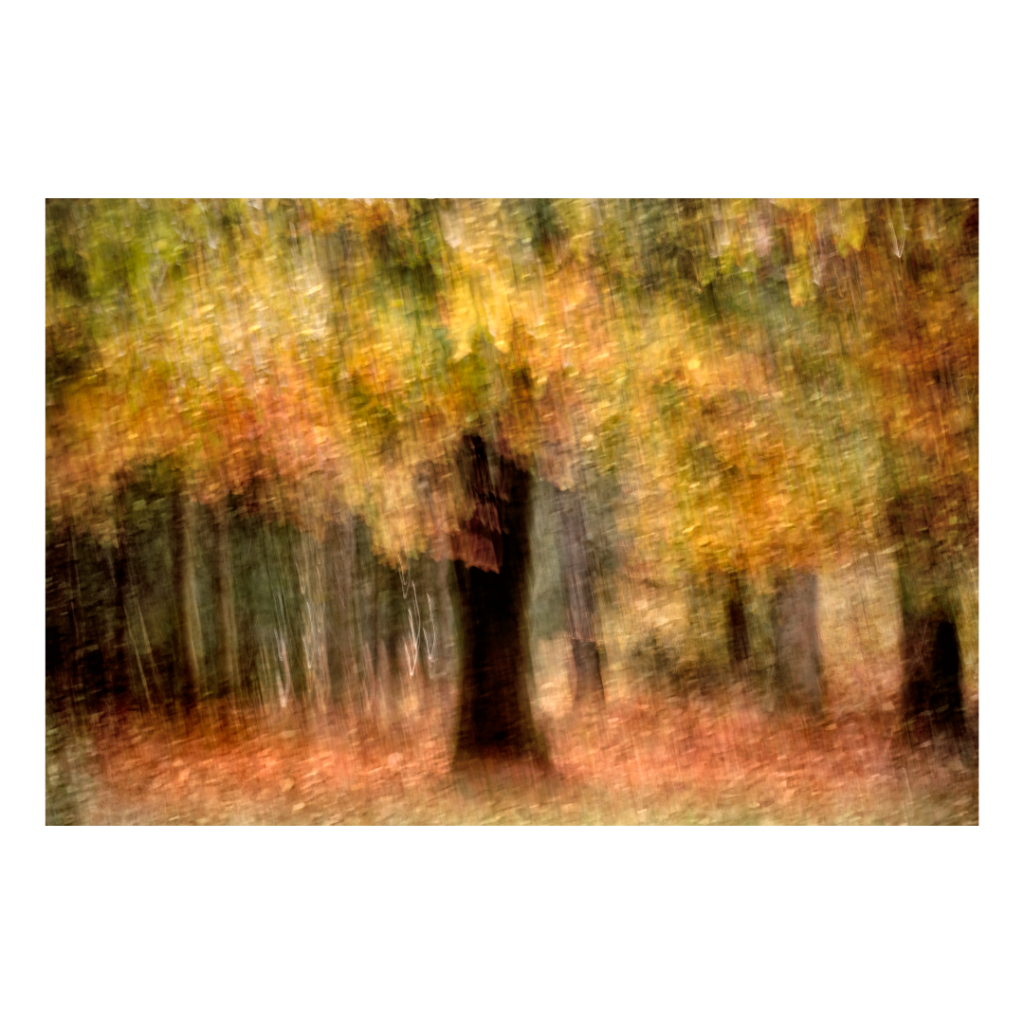 Wilverley Inclosure, The New Forest. My favourite tree in Autumn captured with camera movement and creative effects. The image is available as a fine art print on a A5 greeting card designed to double as a gift as it and all my prints are printed on 100% fine art artsure paper. A4 and A3 also available as giclee prints.