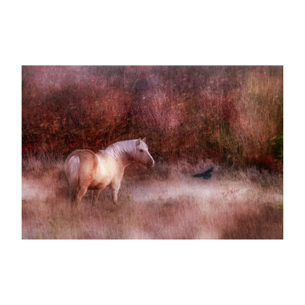 Palomino Pony gazes into the sunset at Hinchelsea Bog, Brockenhurst as a greeting card or A4 or A3 giclee print