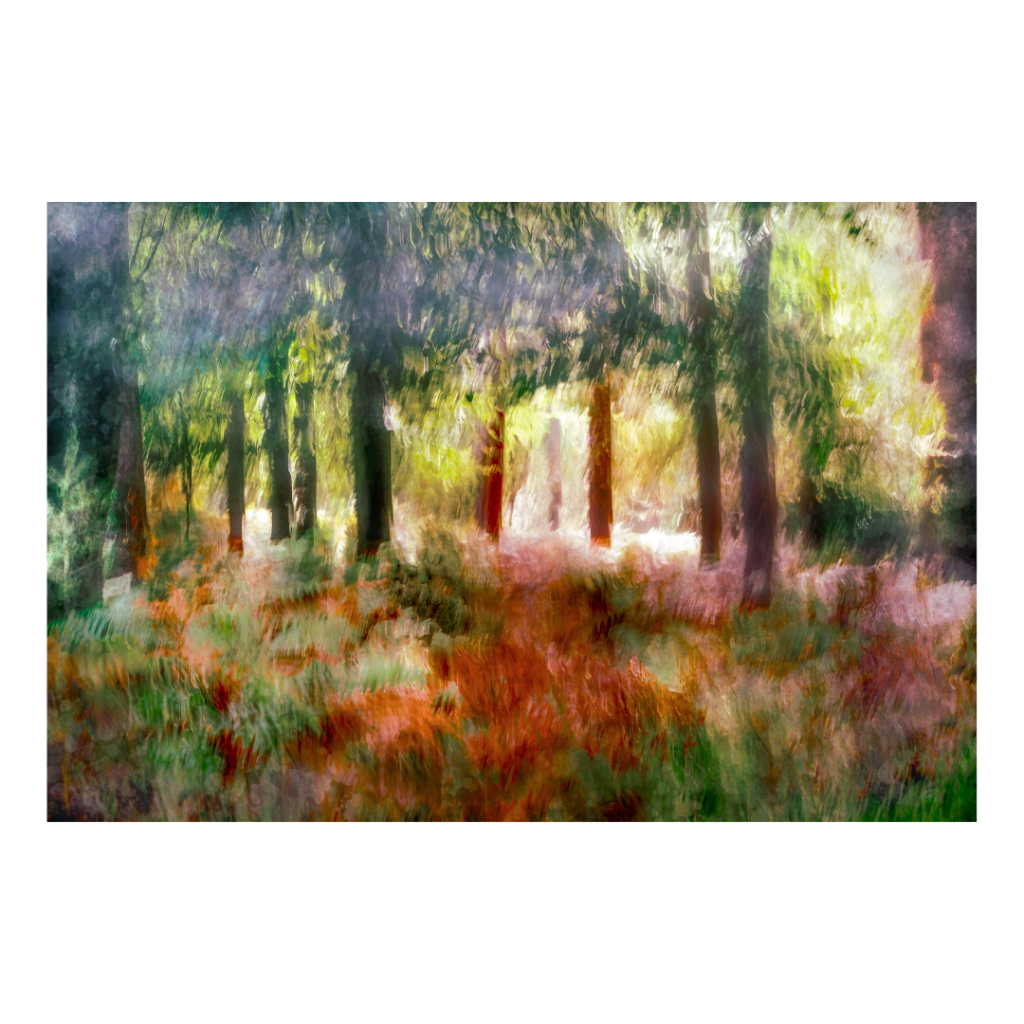 Light filters down in beams through the trees of Brownhills Inclosure, The New Forest. ICM photography technique creating an impressionist effect. The image is available as a fine art giclee print on a greeting card that doubles as a gift using 100% cotton fine art artsure paper.
