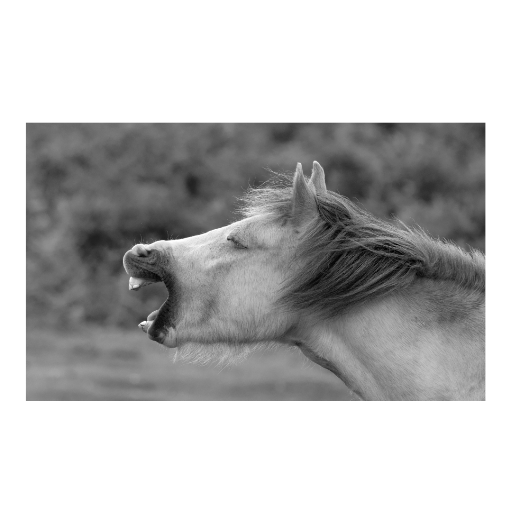 A dapple grey new forest pony yawning her head off. Black and white image available as a fine art print on greeting card A5, A4 or A3