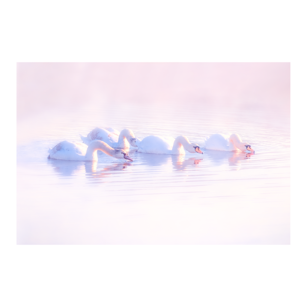 The swans of Beaulieu swimming in formation on a misty winters morning in The New Forest. Greeting card, A4 or A3 giclee print on fine art artsure paper.