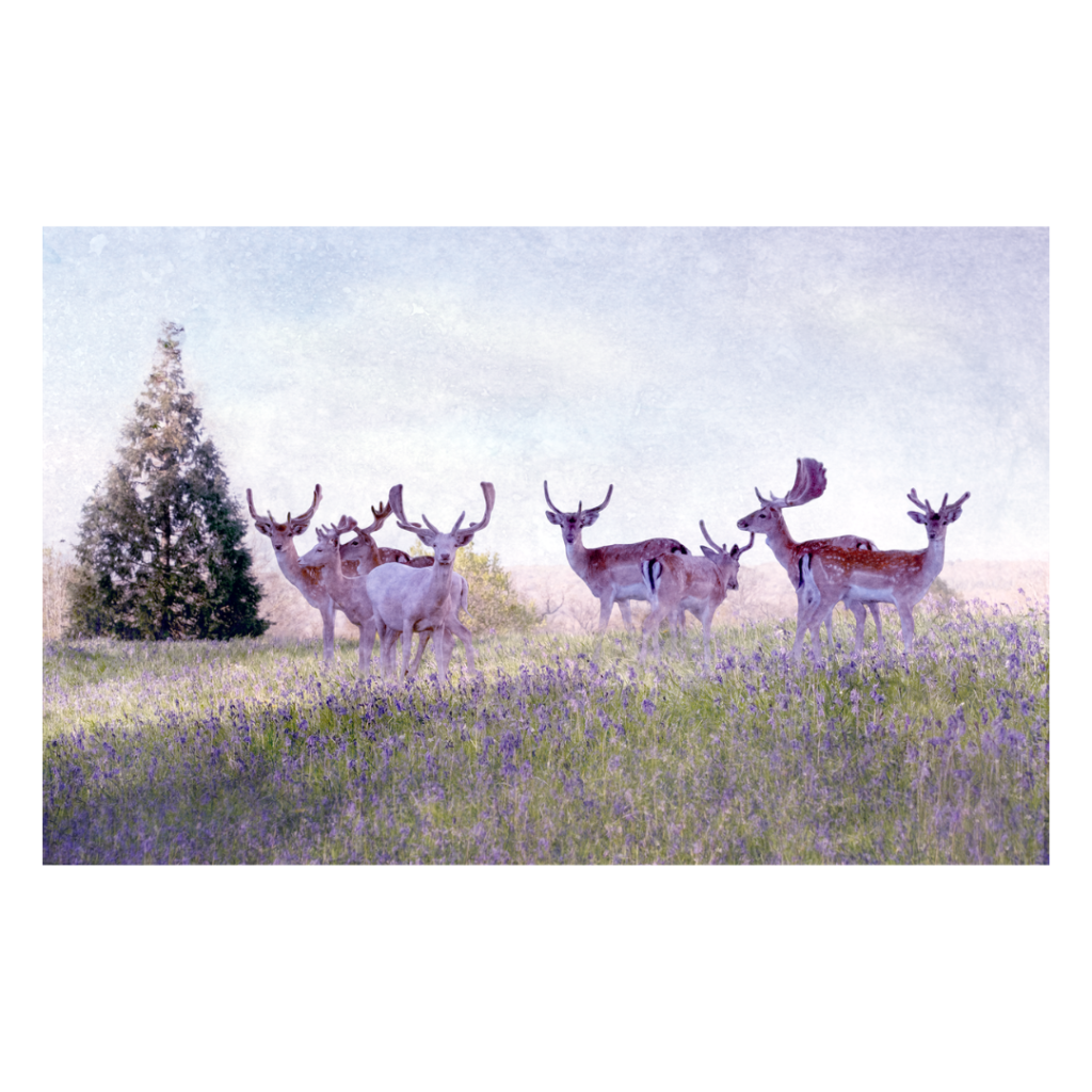 White Buck and his friends in the bluebells New Forest. Artwork and photography by Amanda Newell. Available as a giclee print greetings card and A4 and A3 prints.